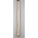 A single row of graduated cultured pearls,