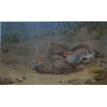 J C Harrison (1898-1985) - Partridges on a sandy bank, watercolour, signed lower right,