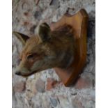 A stuffed fox's head on teak shield
