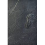 A slate plaque with trilobite fossil,