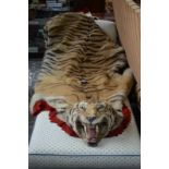 A taxidermy tiger skin, the head mounted with glass eyes, open mouth with original skull,