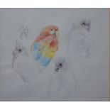 Emma Faull (b 1956) - Preparatory study of parrots, watercolour,
