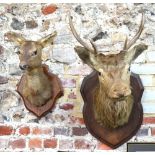 A vintage mounted taxidermy deer head with antlers,