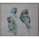 Emma Faull (b 1956) - Study of green parrots, watercolour,