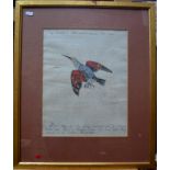 Four antique Italian hand-coloured exotic bird book engravings from (Francesco) Saverio Manetti