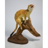 A stuffed stoat, mounted on a branch,