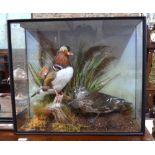 A stuffed Mandarin duck and drake in natural setting, in glazed display case,