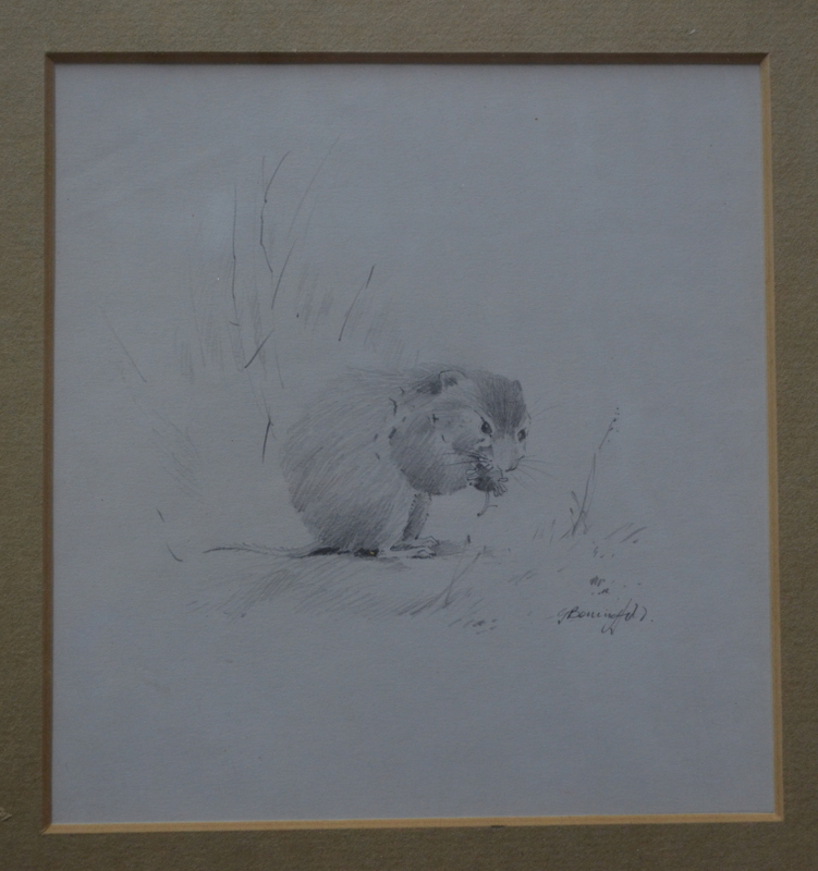 Gordon Beningfield (1936-98) - Pencil study of vole, signed lower right, 18.5 x 17.