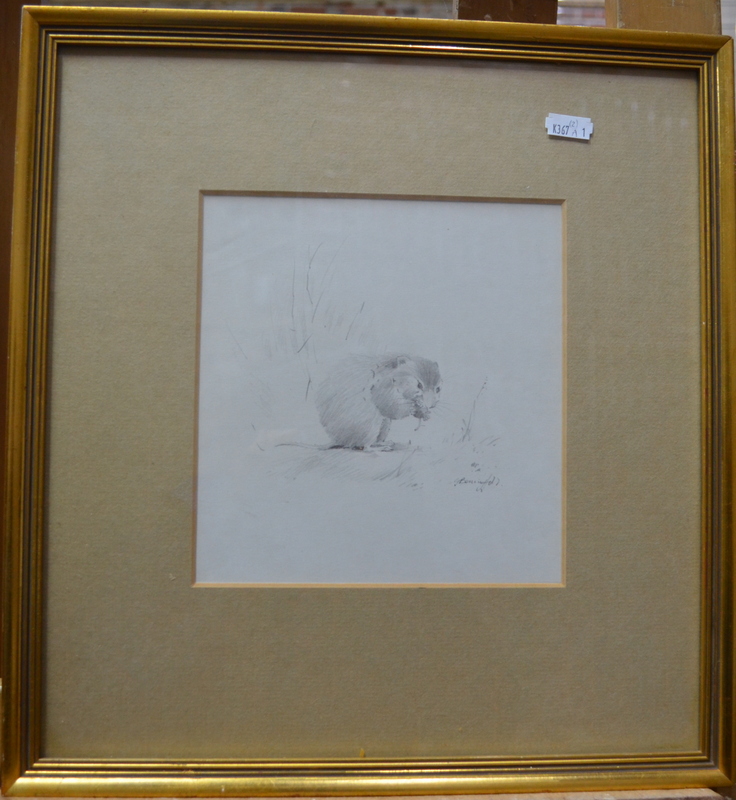 Gordon Beningfield (1936-98) - Pencil study of vole, signed lower right, 18.5 x 17. - Image 2 of 3