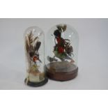 Taxidermy - Two 19th century displays of exotic birds under glass domes
