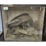 Taxidermy - Two sparrow-hawks, one with prey, in naturalistic diorama, glazed cases,