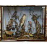 Taxidermy - a 19th century arrangements of Sparrow Hawk, Green Woodpecker,