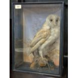 Taxidermy - A barn owl with field-mouse in its claw, perched on a grassy stump, in glazed case,