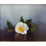Clem Spencer "White Camellia" Still Life study of Flowers Oil on board Signed 18.5 x 23.