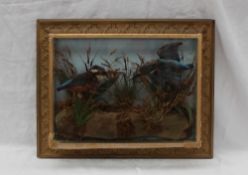 Taxidermy - A diorama of two kingfishers in a natural setting of grasses,