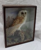 Taxidermy - A cased specimen of a barn owl on a branch with ferns around it, cased,