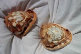 A pair of cameo carved conch shells, one decorated with two Romanesque figure heads,