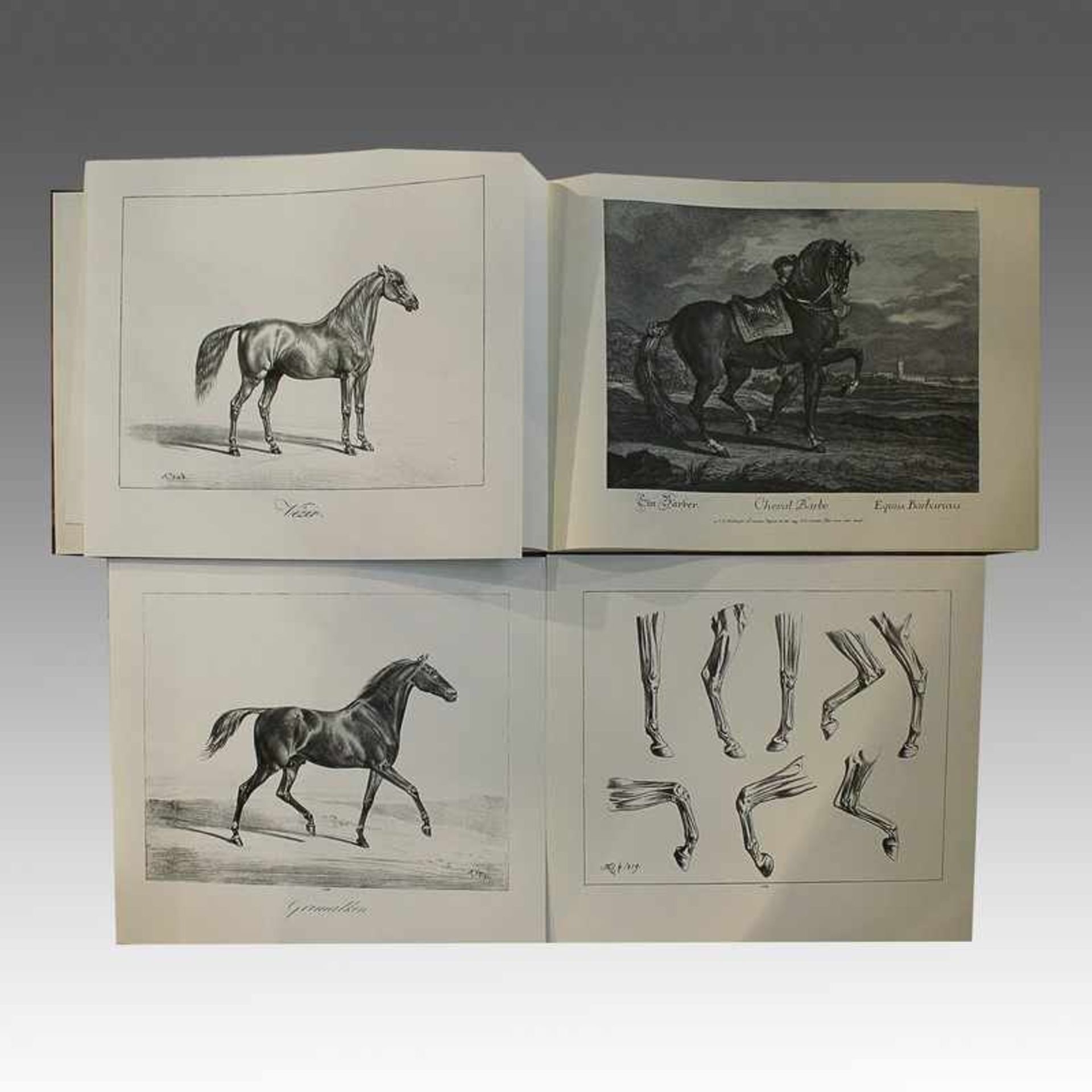 Klein, Johann Adam "Pferde - Studien", 6 Nachdrucke, in Mappe, ca. 25,5x32,5cm, dazu 1 Buch Johann