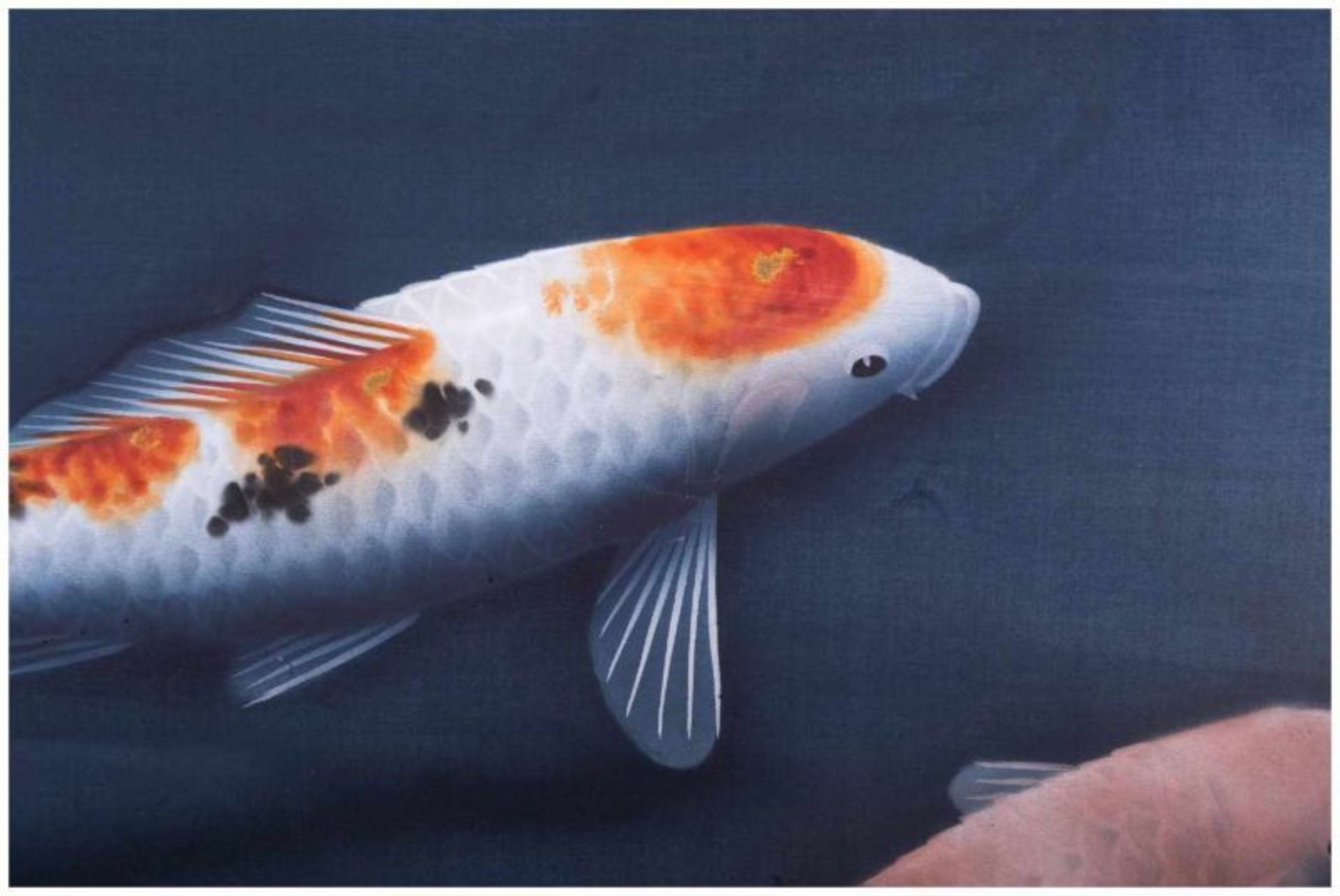 Rollbild Japan 20. Jhd. / Scroll painting, 19th century - "schwimmende Koi-Karpfen" [...] - Bild 3 aus 14