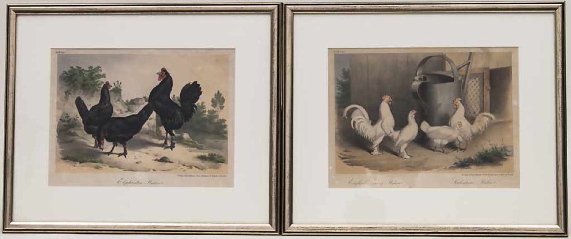 Winckelmann, 2 Lithografien 'Hühner' / A pair of lithographs 'chicken' Technik: Lithografie auf