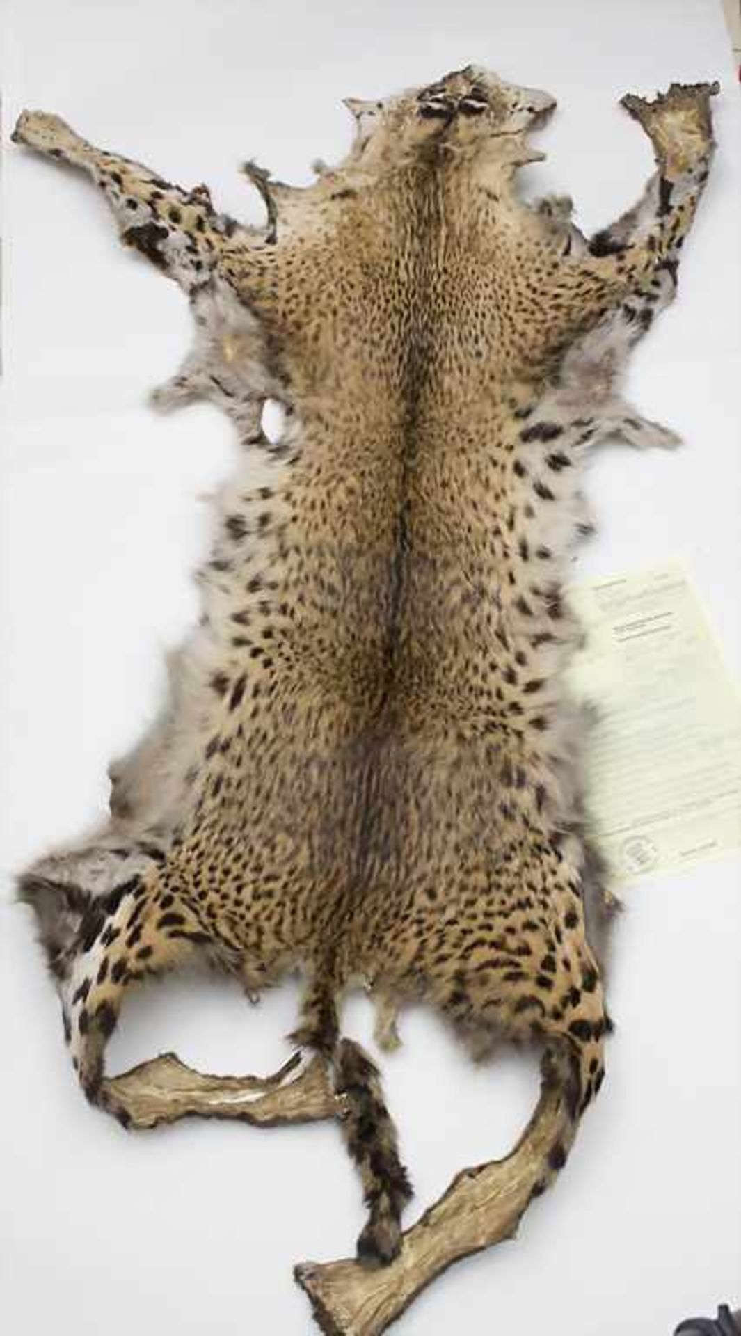 Gepardenfell (Acinonyx jubatus) / A cheetah skin Maße: Kopf bis Schwanzansatz 130 cm, Breite