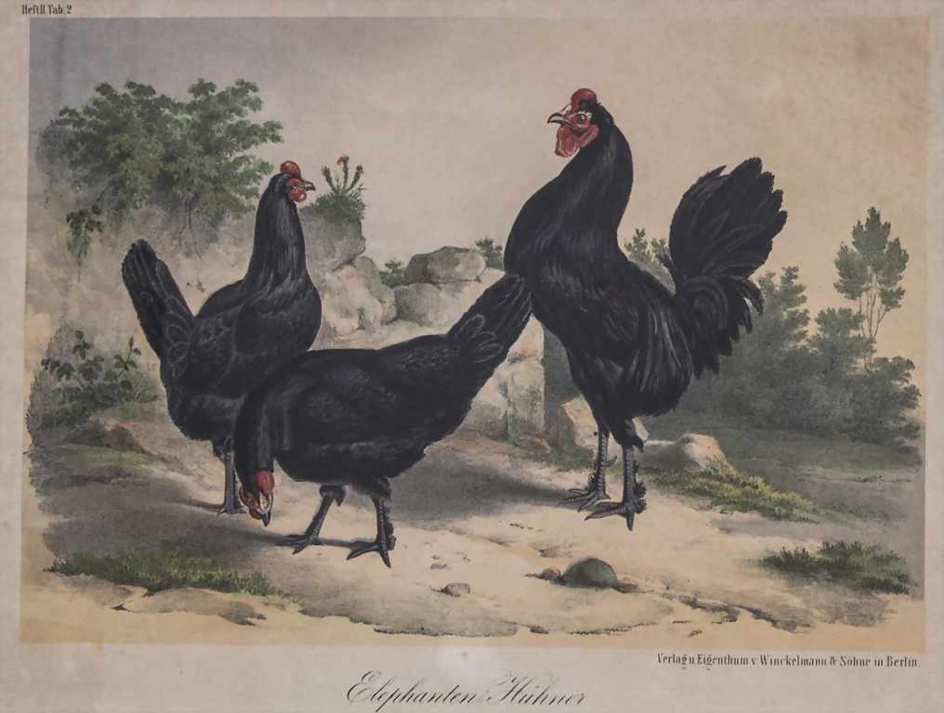 Winckelmann, 2 Lithografien 'Hühner' / A pair of lithographs 'chicken' Technik: Lithografie auf - Bild 2 aus 3
