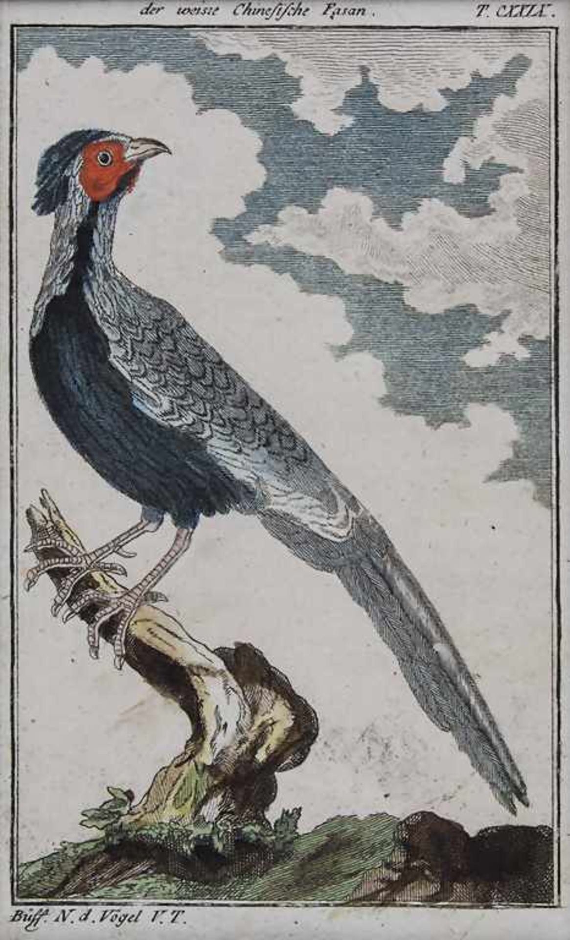 G.L.L. Buffon (1707-1788), '18 Vogeldarstellungen' / '18 birds' Technik: Stiche, altkoloriert, mit - Bild 2 aus 2