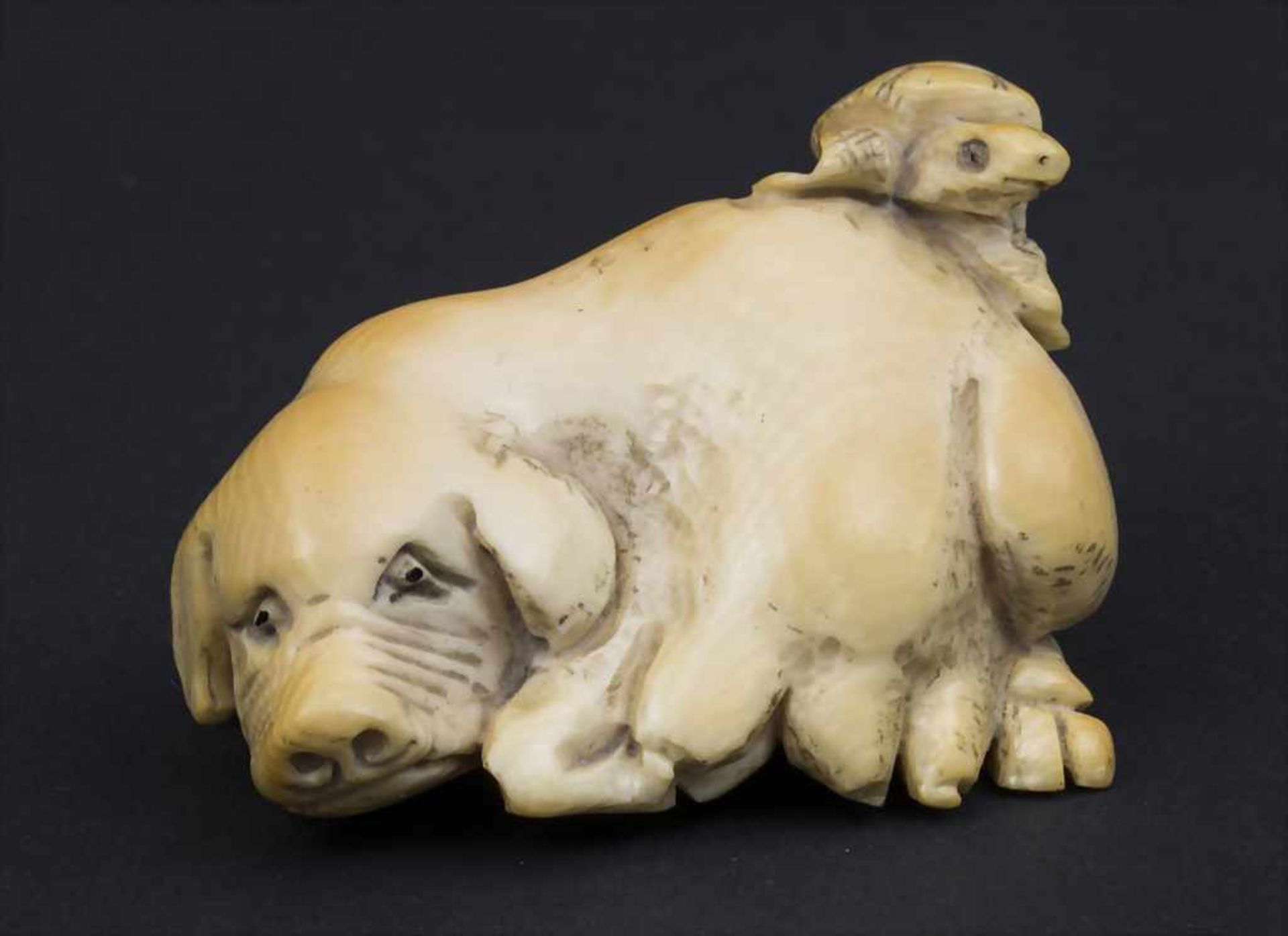 Netsuke 'Schwein trägt Schildkröte' / A netsuke 'a pig carrying a tortoise', Japan, Meiji, spätes