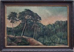 Unbekannt (Landschaftsmaler der 1. Hälfte d. 20. Jh.) Küstenwald mit Windflüchtern Öl/LW, 40 x 60