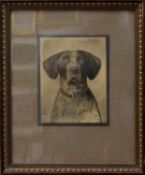 Hundebildnis Jagdhundportrait (Deutsch Kurzhaar) nach einem Gemälde von 1905, schöner