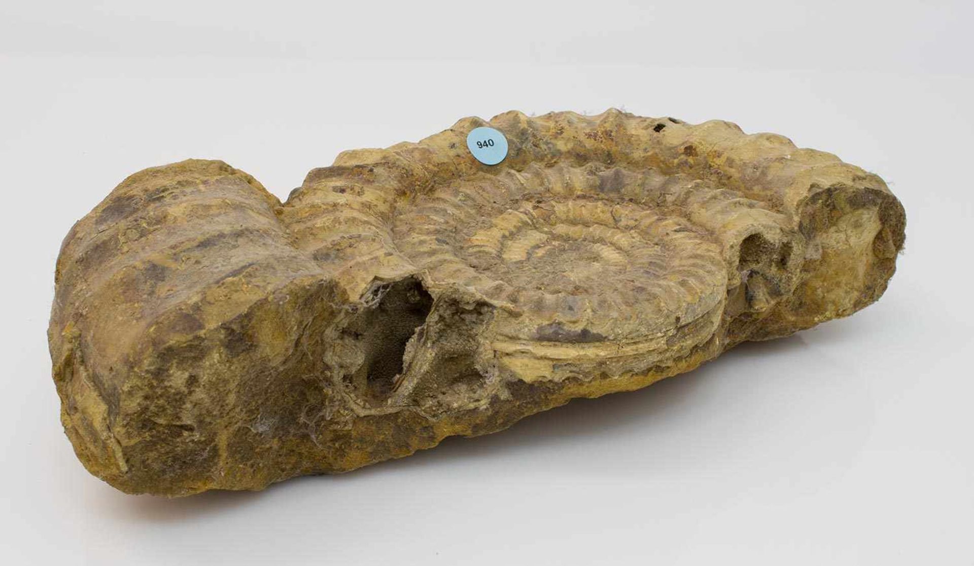 Versteinerung eines Ammoniten bzw. Ammonshorn, 36 x 21 cm