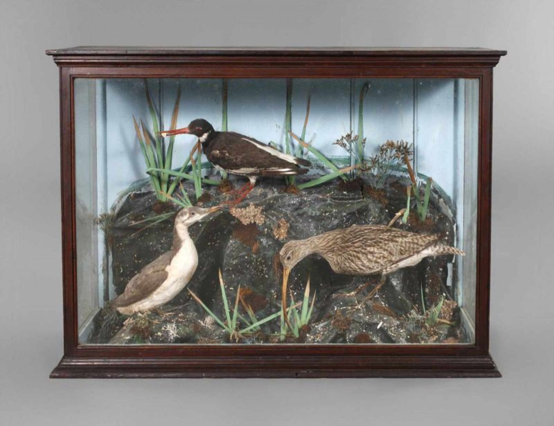 Schauvitrine mit Vogelpräparaten um 1920, dreifach verglaste Vitrine mit drei präparierten