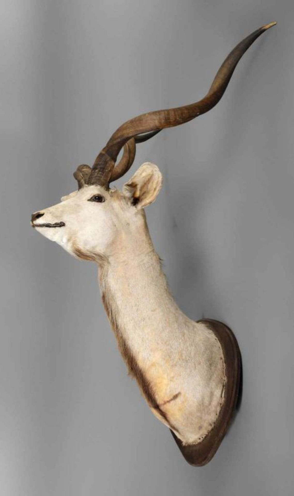 Große Jagdtrophäe um 1930, präpariertes Kopfstück einer Antilope mit eingesetzten Glasaugen, auf