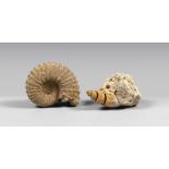 TWO FOSSILS, NON DEFINABLE EPOCH of shell and coelenterate. Measures coelenterate, cm. 7 x 14 x