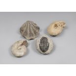 FOUR FOSSILS, NON DEFINABLE EPOCH of coelenterate and shell. Measures shell cm. 9,5 x 85. QUATTRO