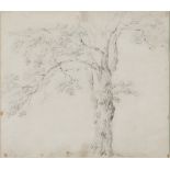 Barend Cornelis Koekkoek, att. to (Middelburg 1803 - Kleve 1862). Study of tree. Pencil on paper,