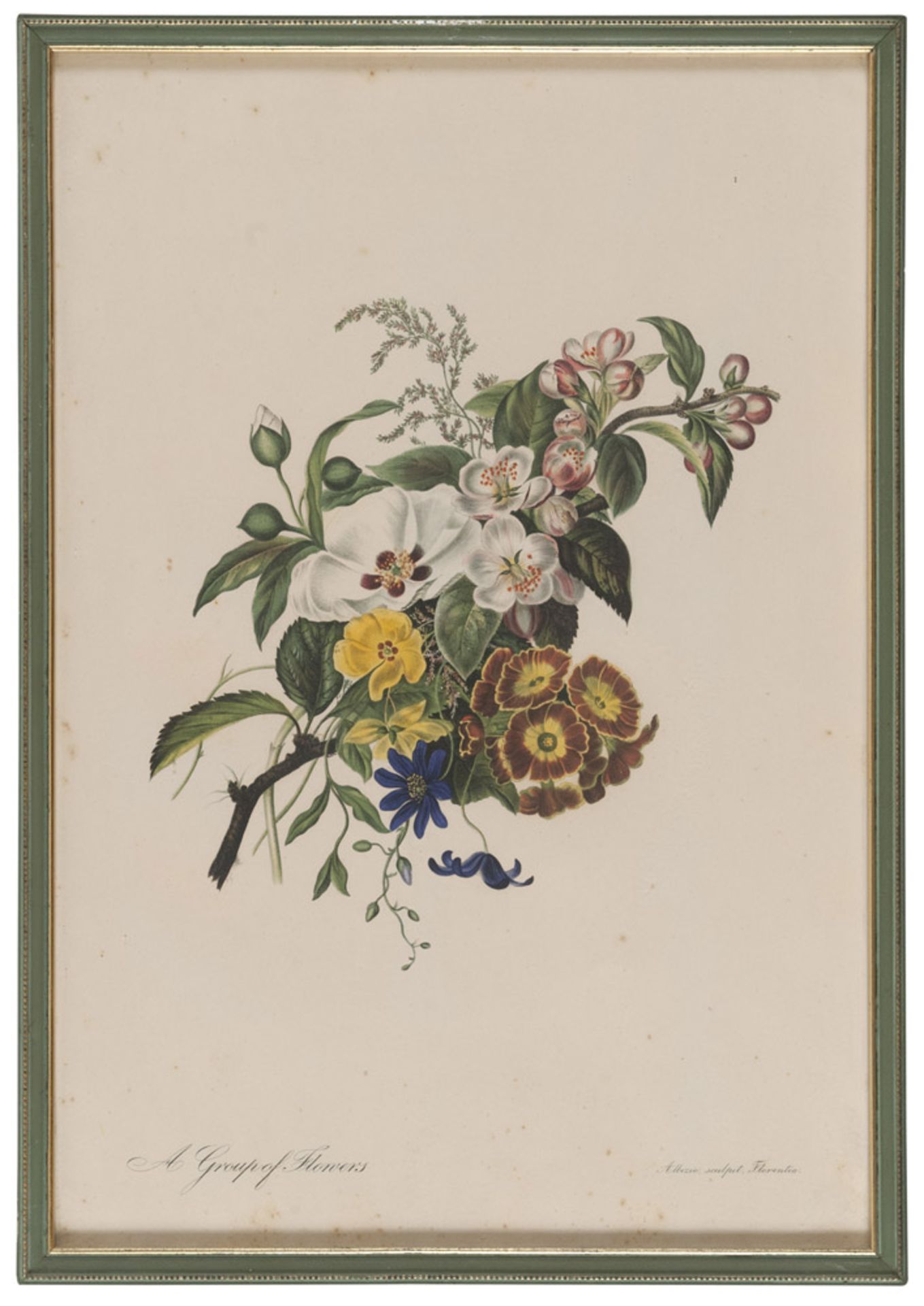 Engraver 20th century. Iris, from Albizi. Pavonia. Rosa. Flowers. Five color presses, cm. 46 x 31.