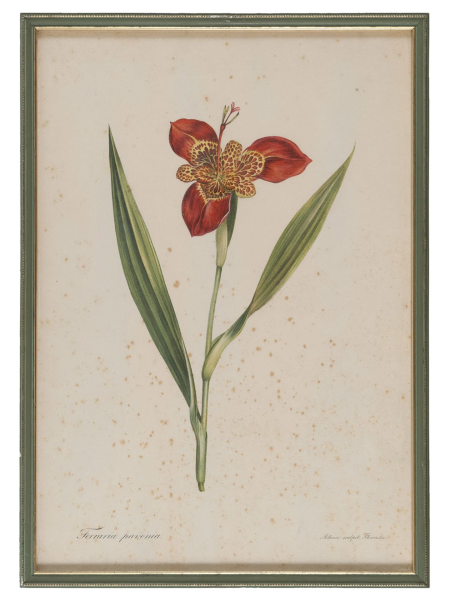 Engraver 20th century. Iris, from Albizi. Pavonia. Rosa. Flowers. Five color presses, cm. 46 x 31. - Image 2 of 5