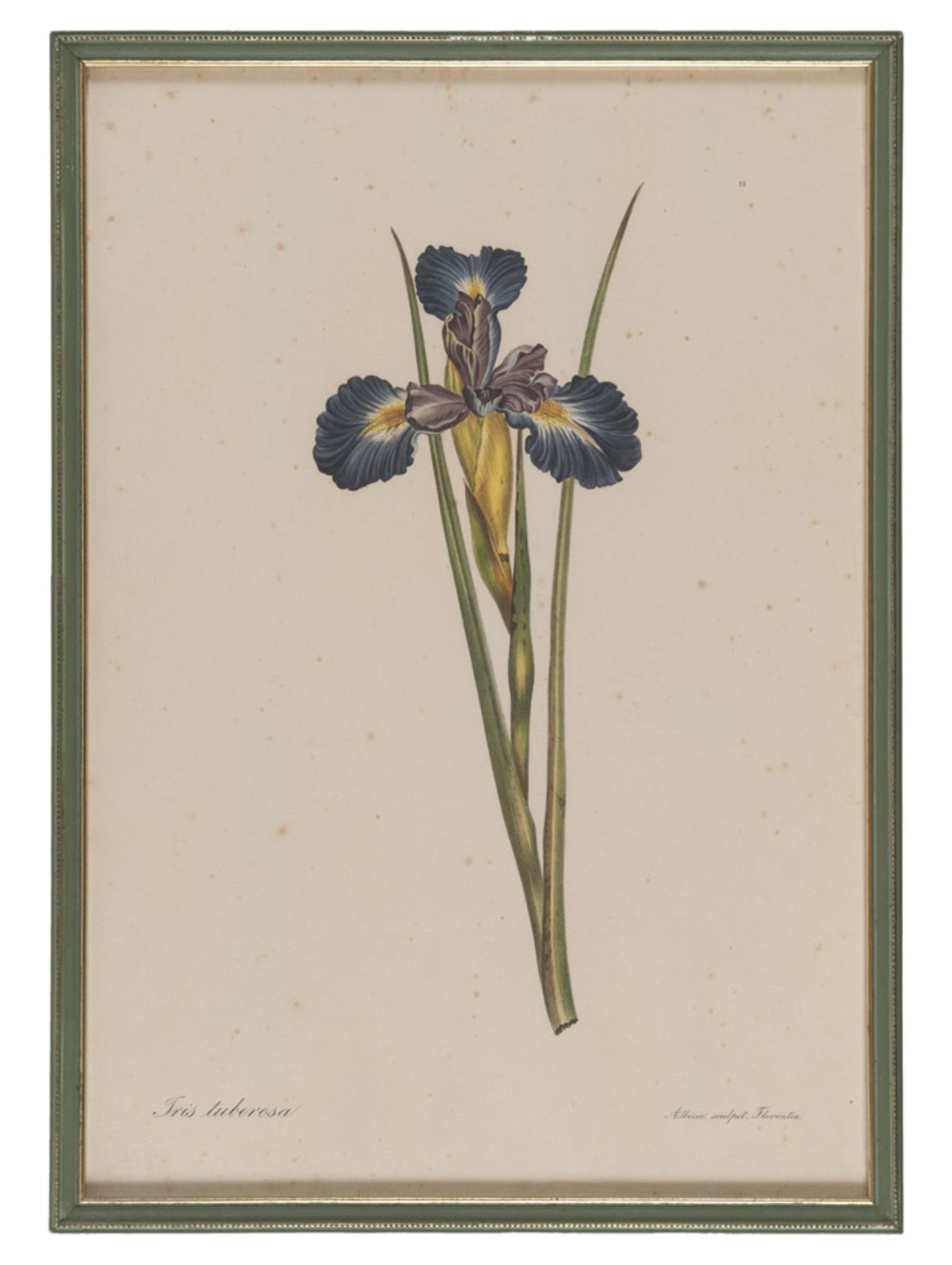 Engraver 20th century. Iris, from Albizi. Pavonia. Rosa. Flowers. Five color presses, cm. 46 x 31. - Image 3 of 5
