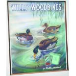 WILLS S WOODBINES LARGE MULTICOLOURED FRAMED ADVERT. 35 by 31ins, ducks on pond pictured with