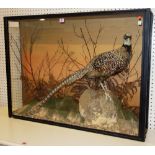 Taxidermy; a cased Reeves's Pheasant.