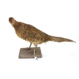 Taxidermy; a collection of stuffed birds, including four falcons and hawks, a brace of pheasants,