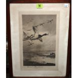 Archibald Thorburn (1860-1935), Mallard in flight, photogravure, signed in pencil, 33cm x 21cm.