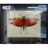 Six mounted flying insects, framed and glazed, including; Dragon Head,