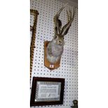 Taxidermy; A Jackalope mounted on a pine shield, formed from a hare and a roe deer.
