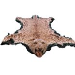 Taxidermy; Rowland Ward, a late 19th century leopard skin and skull mounted on felt,