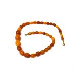 A single row necklace of oval graduated vary coloured butterscotch coloured amber beads,