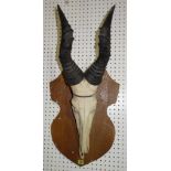 A mounted antelope skull with horns, on an oak shield, (2).