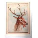 Continental School (19th century), Head study of a stag, pen, ink and watercolour, unframed, 29.