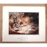Raymond Sheppard (1913-1958), Lioness, pen ink and wash, signed, inscribed on mount, unframed,